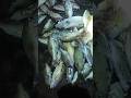 HASIL TANGKAPAN MALAM HARI IKANYA SUPER#fishing #ikanketambak