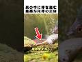 他人の家を勝手に産後ケアに使う魚！？😱 貝の体内に卵をねじ込む、タナゴ納豆魚の身勝手すぎる繁殖術...🐟🐚
