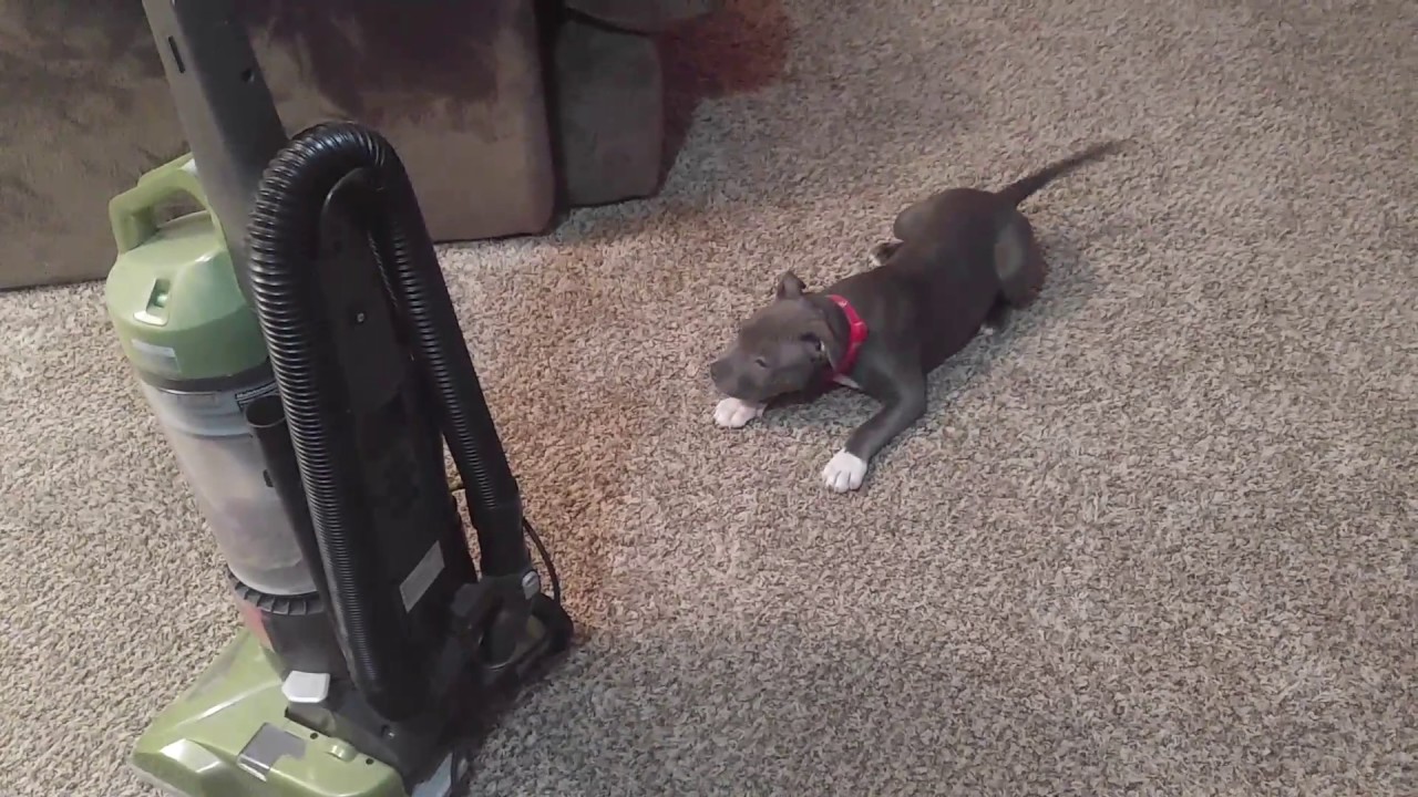 Piper puppy barks at the vacuum cleaner YouTube