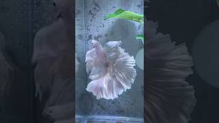 shorts /IKAN CUPANG HALFMOON KUALITAS KONTES TERCANTIK - BETTA FISH HM LOVELY betta cupang ikan