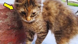 What Happened When A Woman Found A Kitten Crying For Help Under A Street Lamp? Find Out Now!