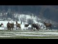 jelenie Lipowa - potężna chmara