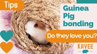 How to Tell Your Guinea Pig Loves You!