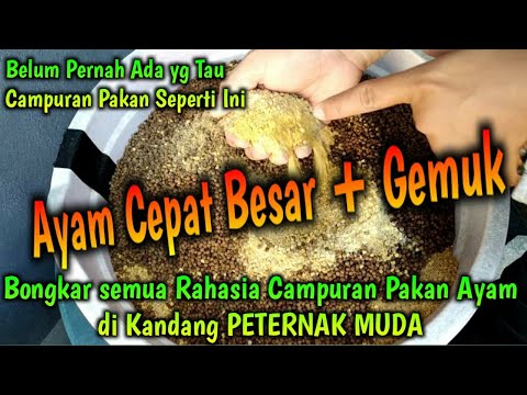 Video: Semua Tentang Ayam: Cara Merawat Dan Memberi Makan