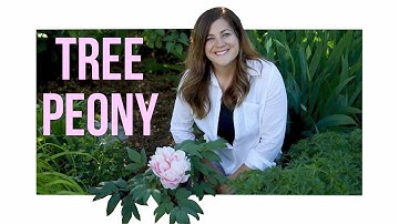 Tree Peony // Garden Answer