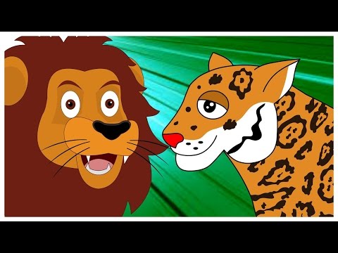 Котка семейство | Домашна котка, тигър, лъв, рис | Образователни клипчета за деца