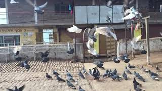 a bird can fly 25 km h 10