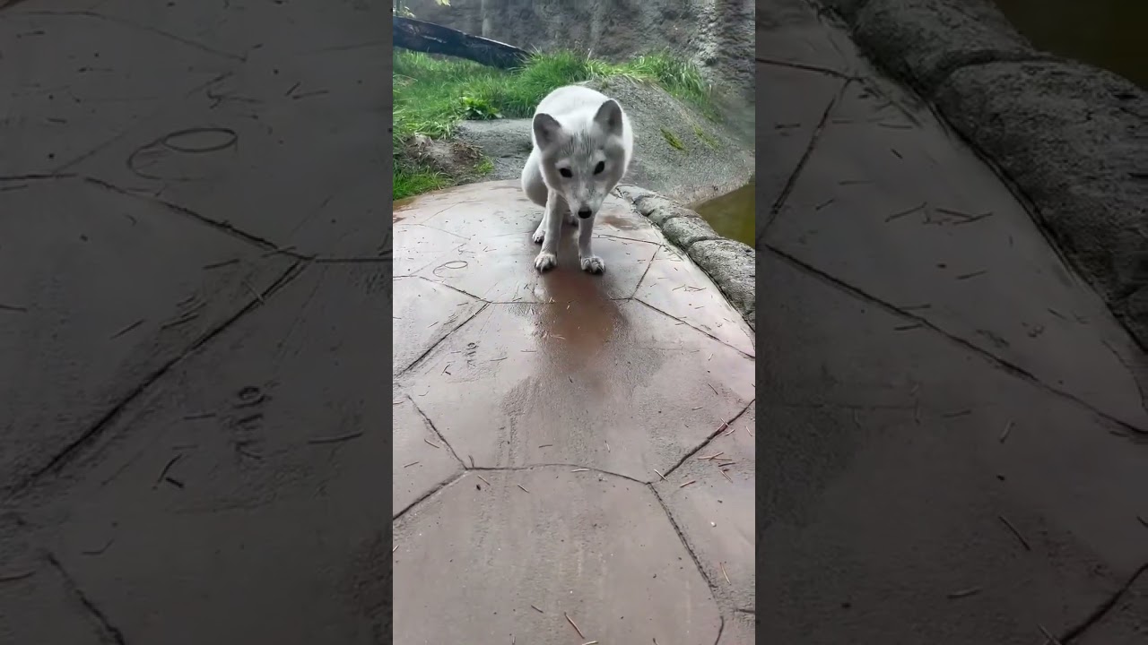 Sounds from Sven the Arctic fox