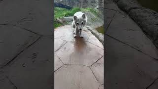 Sounds From Sven The Arctic Fox