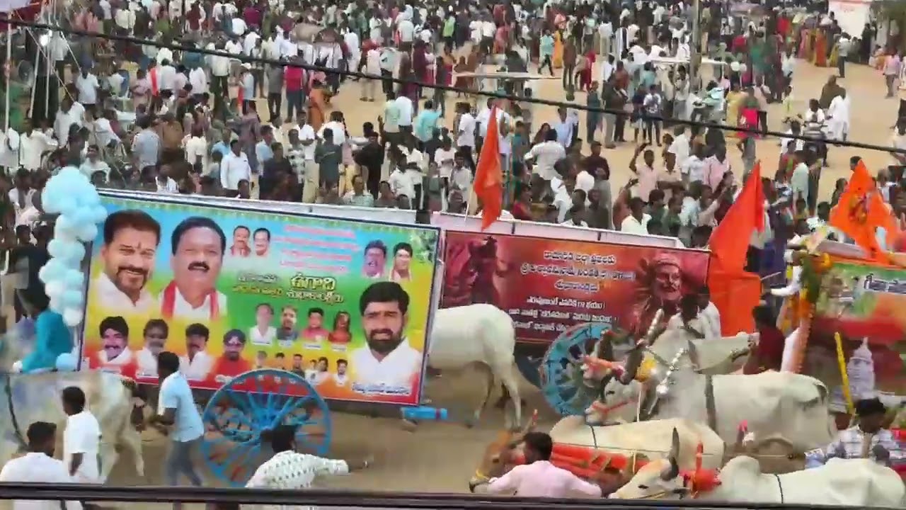 Bullock cart show in kamaredy