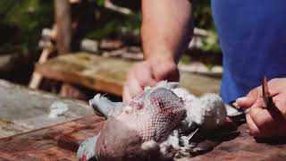 How to debreast a pigeon (works for any game bird!)