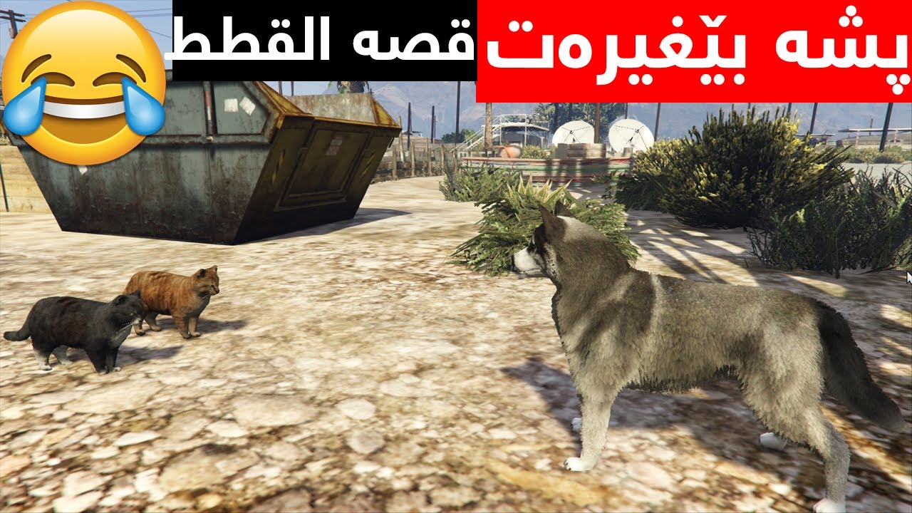 پشیلەکان گەڕانەوە😂قصه القطط