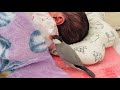 人間の赤ちゃんを初めて見た文鳥の反応 Java sparrow