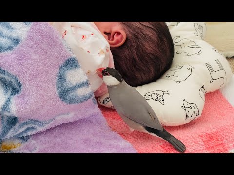 人間の赤ちゃんを初めて見た文鳥の反応  Java sparrow