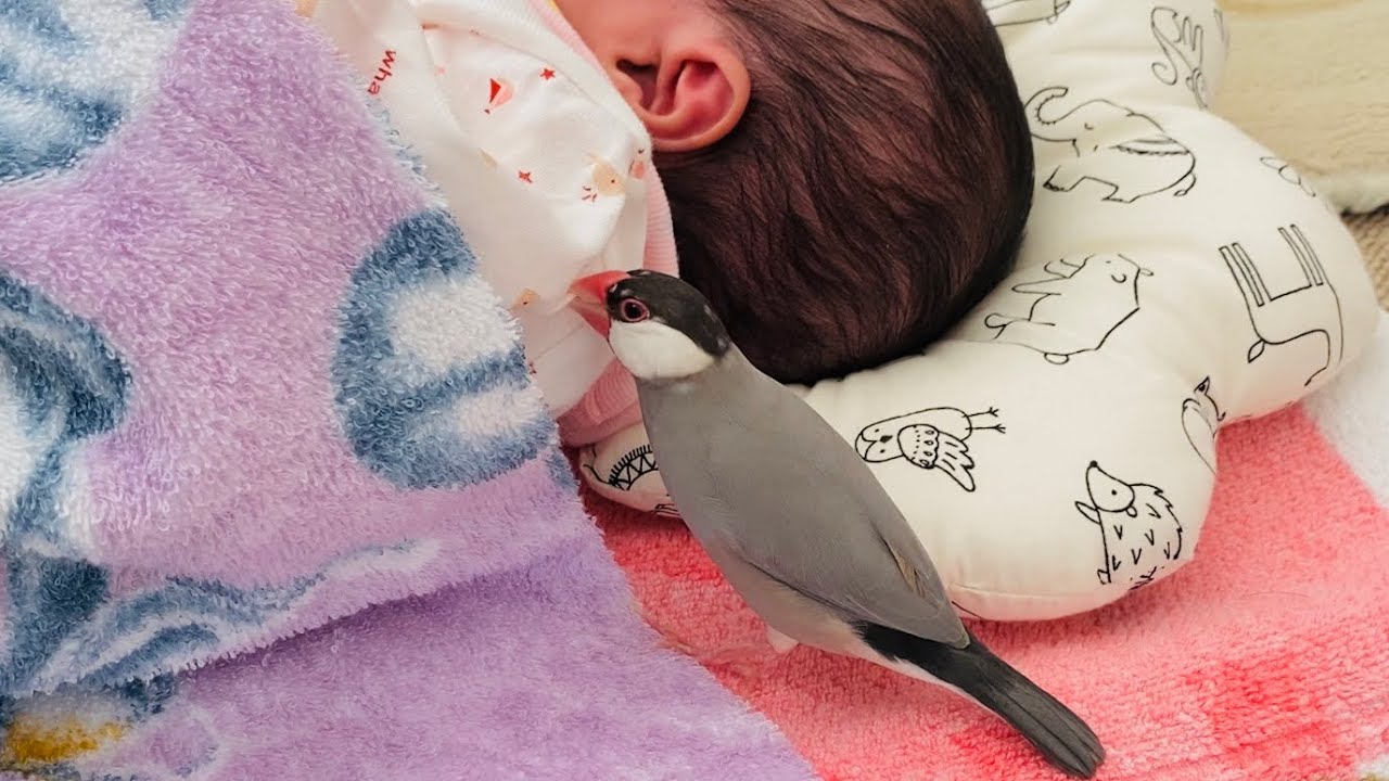 人間の赤ちゃんを初めて見た文鳥の反応  Java sparrow