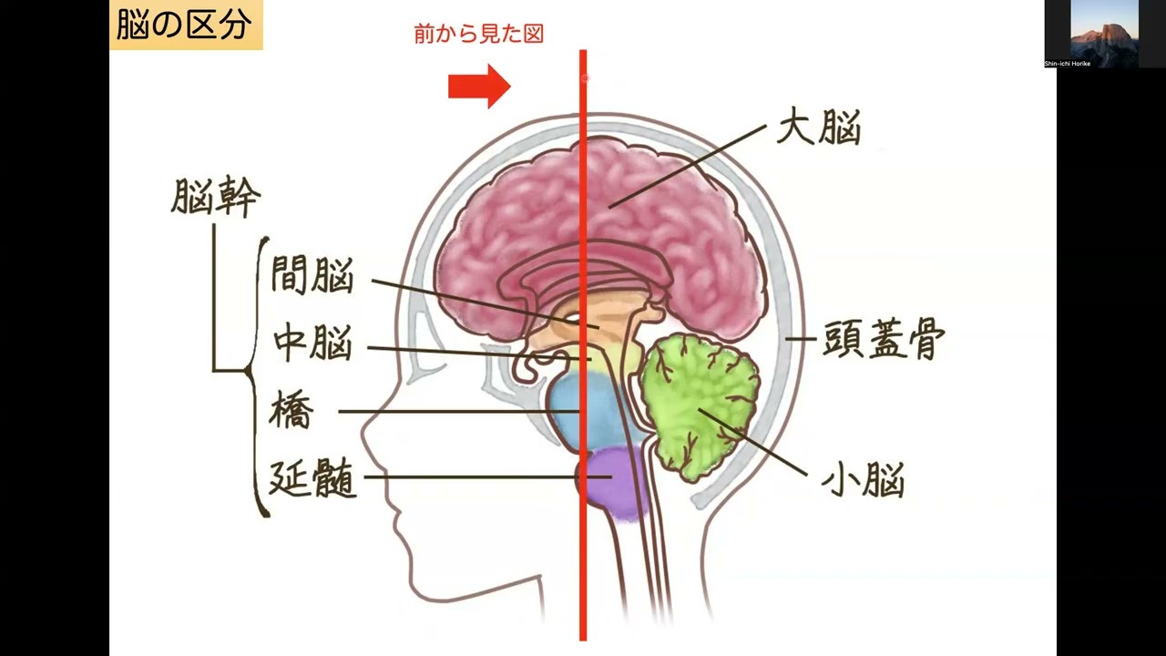 神経・生理心理学B 第4回講義