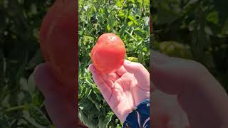 Lets pick Veggies. School garden picking Veggies June 14 2026 #farming #garden #organic