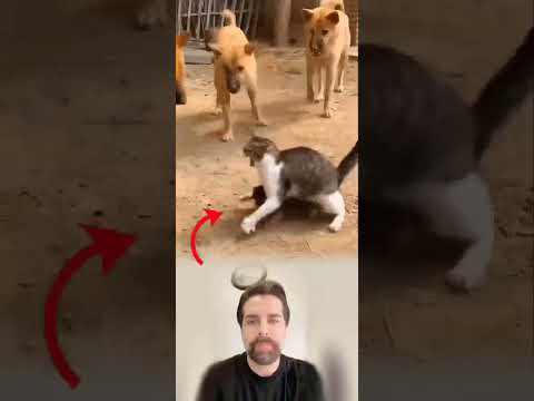 إذا كان الخطر يهدد أولادك فكن أنت السد قبلهم ولو كل فك حياتك لايك اكسبلور مشاركةمتابعه دويتو اشتراك