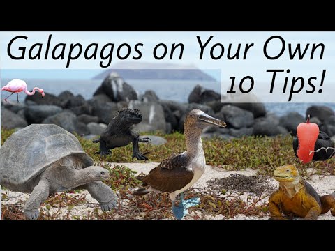 Video: Paano I-tour ang Galapagos Islands sa Badyet