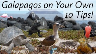 Galapagos on Your Own: Top 10 Tips!