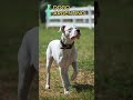 Los 4 perros PPP más peligrosos del mundo