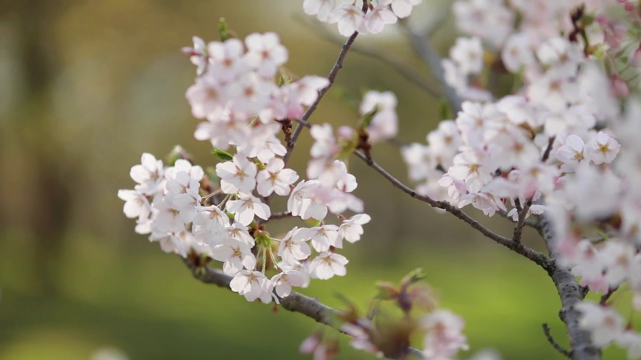 2020 High Park Cherry Blossom Virtual Tour: History - YouTube