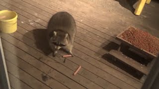Wednesday Night Very Cold But Four Raccoons Feeding