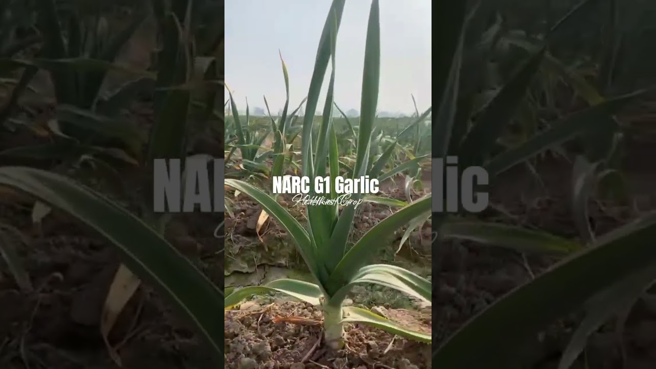 NARC G1 Garlic Pakistan | G1 Garlic Crop February 2023 