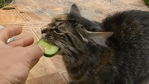 Кот,который любит огурцы
