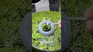 Water Bottle Aquarium 🤯 #animals #fish #aquarium #plants #garden