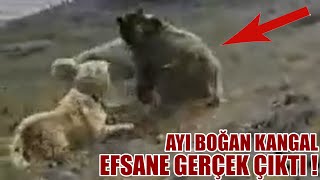 THE KANGAL DOG ​​THAT KILLED THE BEAR! VIDEO PROOF - WOLF KILLING KANGAL DOG ​​-DOCUMENTARY