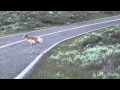 Pronghorn with Baby