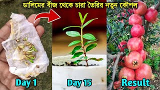 বদনর বজ থক চর তর ডলমর বজ থক চর উৎপদন Pomegranate Plant From Seed