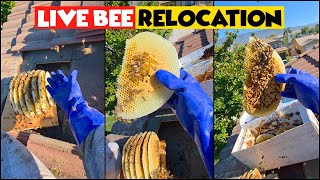 How I Removed an Aggressive Bee Colony