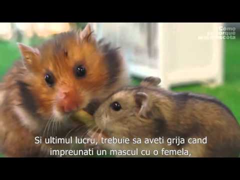 Video: Inflamarea Glandei Mamare La Hamsteri