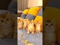 #cat #kitten #hindishorts #india #indianyoutuber #trendingindia #facts #funny #viralindia