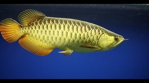 Cá Rồng 9999 ăn rắn mối cực khủng mới nhất 2023.#tuyển-tập-những-chú-Cá-Rồng-Huyết-Long(Red Arowana)