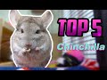 5 Reasons You Should Get A Chinchilla