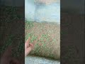 sare palak aur dhaniya ke paudhe  grow ho gye #vlogs #gardening #farming #shorts