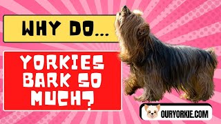 Why Do Yorkies Bark So Much