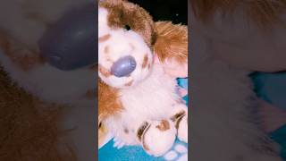 no context :D  #douglas #essa #blacklab #springerspaniel #spaniel #essagear #trend screenshot 2