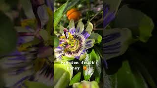 Passion fruit honey #foodie #slowmotion #tasty #googlepixel #fyp
