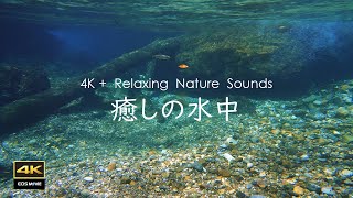 Amazing underwater footage in 4K | A mustsee underwater scenery of the Enbara River