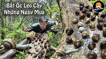 TÌM BẮT ỐC NÚI ( ốc đá ) LEO CÂY NHỮNG NGÀY MƯA - Bùi Văn Trọng (Nhịp Sống Miền Núi)
