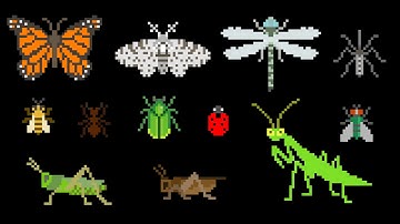Insects - Animals Series - Bugs - The Kids