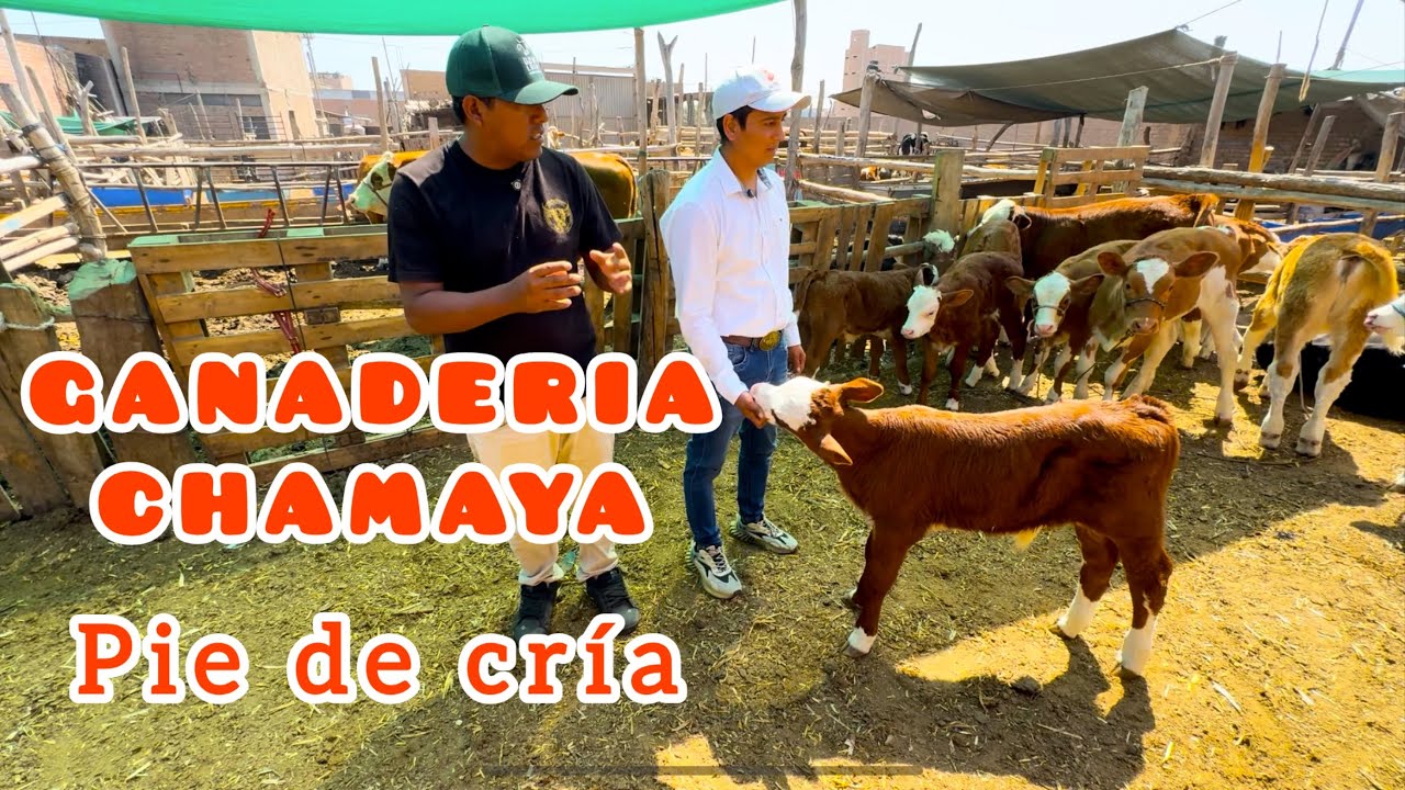 GANADERIA CHAMAYA  CHICLAYO PERÚ - pie de cría - parte 2