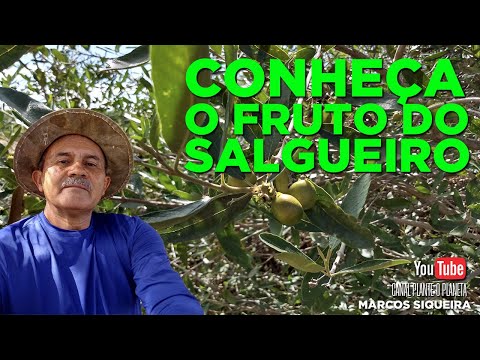 Vídeo: O que é um salgueiro branco - Aprenda sobre o cultivo de salgueiro branco