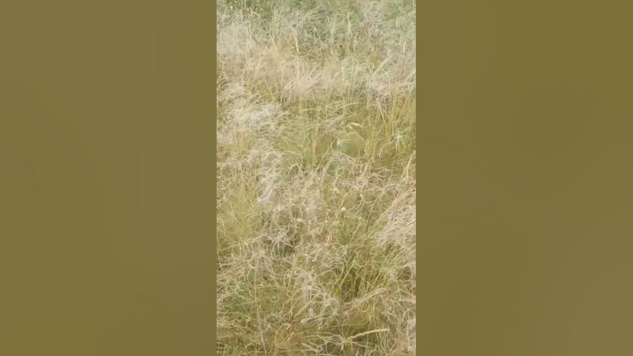 дике поле - YouTube
