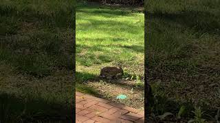 Wild Cottontail Rabbit EATING MY FLOWER GARDEN  #nature #wildlife #animals #shortvideo #omg #shorts