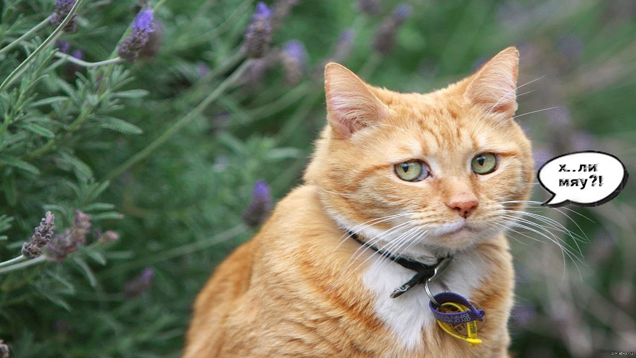 Paranormal CAT YouTube